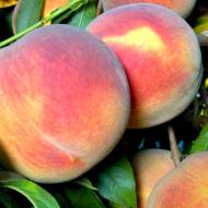 Саджанець Персик Лаурол